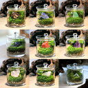 (観葉植物)苔テラリウム どんな石が届くかお楽しみ! 鉱石レイアウト ガラスポットS(1個)説明書付 完成品
