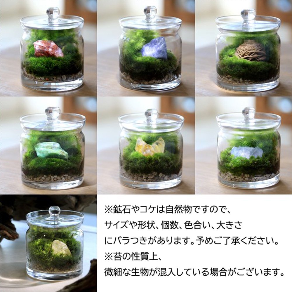 �ʴ��տ�ʪ���ݥƥ�ꥦ�ࡡ�ɤ���Ф��Ϥ������ڤ��ߡ������Х쥤�����ȡ����饹�ݥå�S��1�ġ��������ա�������