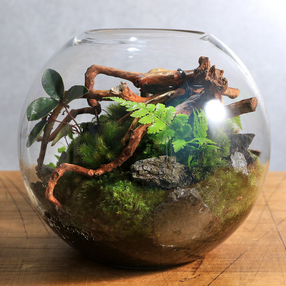 （観葉植物）苔テラリウム　スフィア　装飾用流木＋植物＋ヒノキゴケ付き！（1個）...