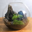 (観葉植物)GEX グラスアクアリウム スフィア 流木と風山石 レイアウト完成品(1個)