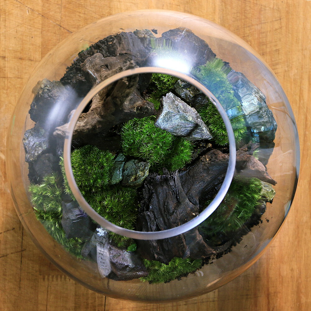 �ʴ��տ�ʪ��GEX�����饹�������ꥦ�ࡡ���ե�����ή�ڤ������С��쥤�����ȴ����ʡ�1�ġ�