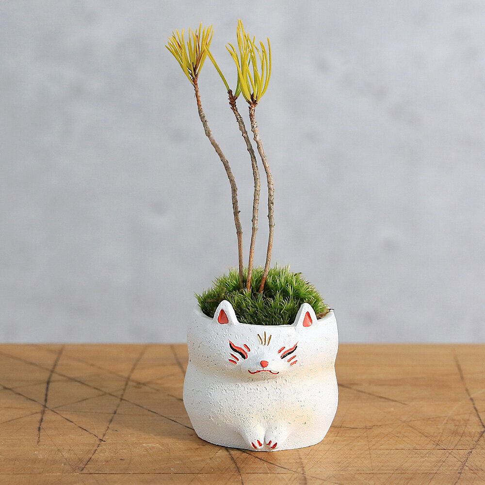 （山野草）苔盆栽 おまかせ山野草 妖狐（1鉢） ミニ盆栽（休眠状態）