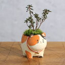 (山野草)苔盆栽 おまかせ山野草 三毛猫(1鉢) ミニ盆栽
