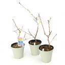 (山野草)庭木苗 サクラ(桜)富士桜 おしどり桜(鴛鴦桜)4号~(1ポット)