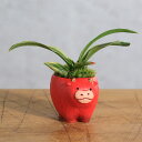 (山野草)苔盆栽 おまかせ山野草 ベコウシちゃん(1鉢) ミニ盆栽 関東当日便