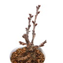 (山野草)盆栽 サクラ(桜) 旭山桜 陶器鉢植え 鉢色おまかせ(1鉢)