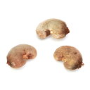 (観葉植物)種子 カシューナッツの種(1粒)発芽保証なし