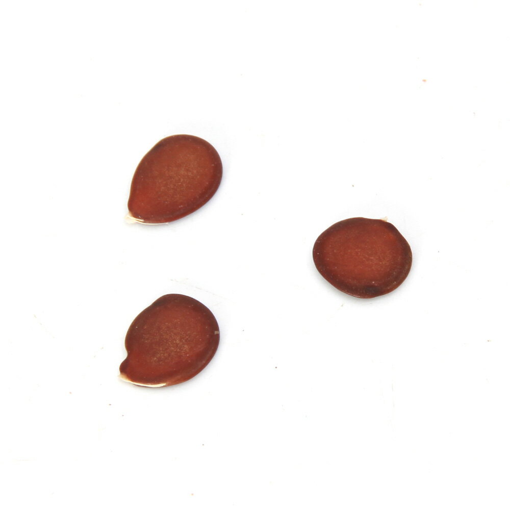 （観葉植物）種子 オーキッドツリー（白花）の種（1粒）発芽保証なし 関東当日便