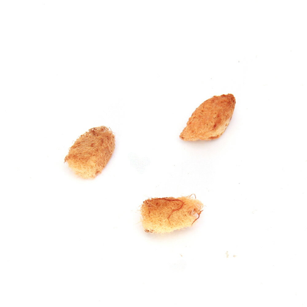 （観葉植物）種子 カラバシツリー（ひょうたん）の種（1粒）発芽保証なし 関東当日便