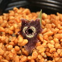 (山野草)カンアオイ(寒葵)オオバナサイシン(大花細辛)台湾 逮魚堀渓産3号(1ポット)古典園芸
