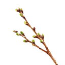 (山野草)庭木苗 サクラ(桜)御殿場桜 5号(1ポット)
