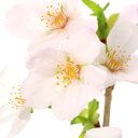 (山野草)苔盆栽 雪の下七変化・桜・大実苔桃 益子焼鉢植え 炭化(1鉢)