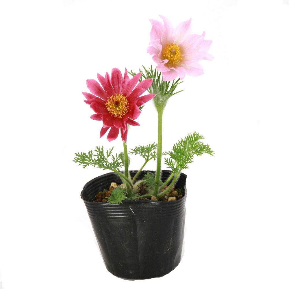 （山野草）オキナグサ（翁草）花色おまかせ　3号（1ポット）