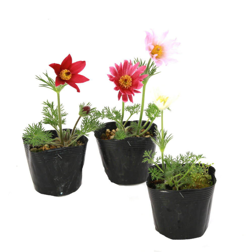 （山野草）オキナグサ（翁草）花色おまかせ　3号（1ポット）