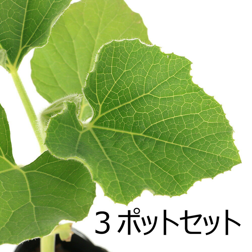 楽天市場】千成瓢箪の通販