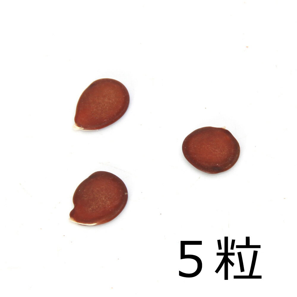 （観葉植物）種子 オーキッドツリー（白花）の種（5粒）発芽保証なし 関東当日便