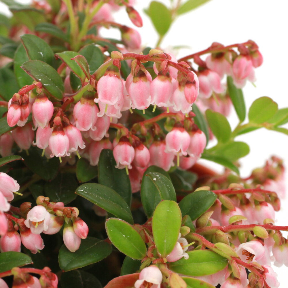 （山野草）盆栽 西別コケモモ 3．5号（1ポット） 家庭菜園（休眠状態）