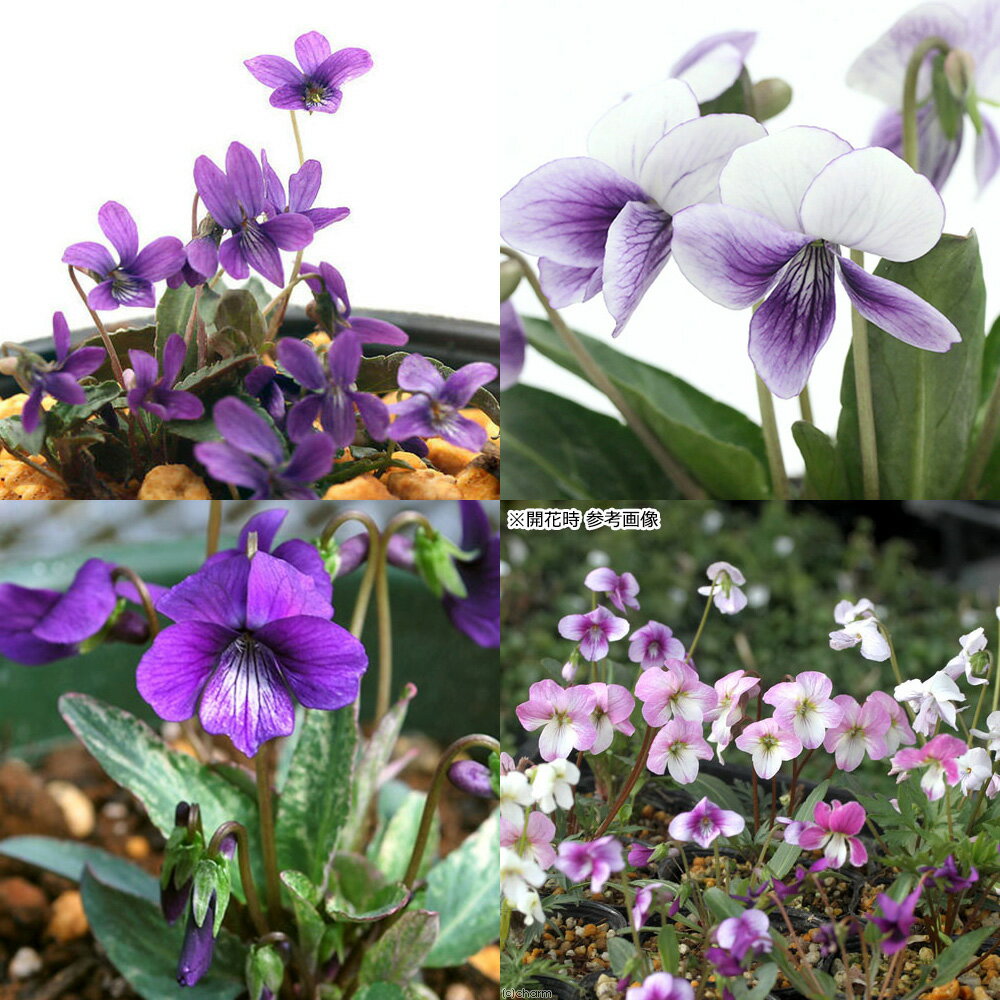 （山野草）スミレ（菫）当店人気のスミレ3種セット＋品種おまかせ苗 2．5～3号（6ポットセット）（休眠状態）