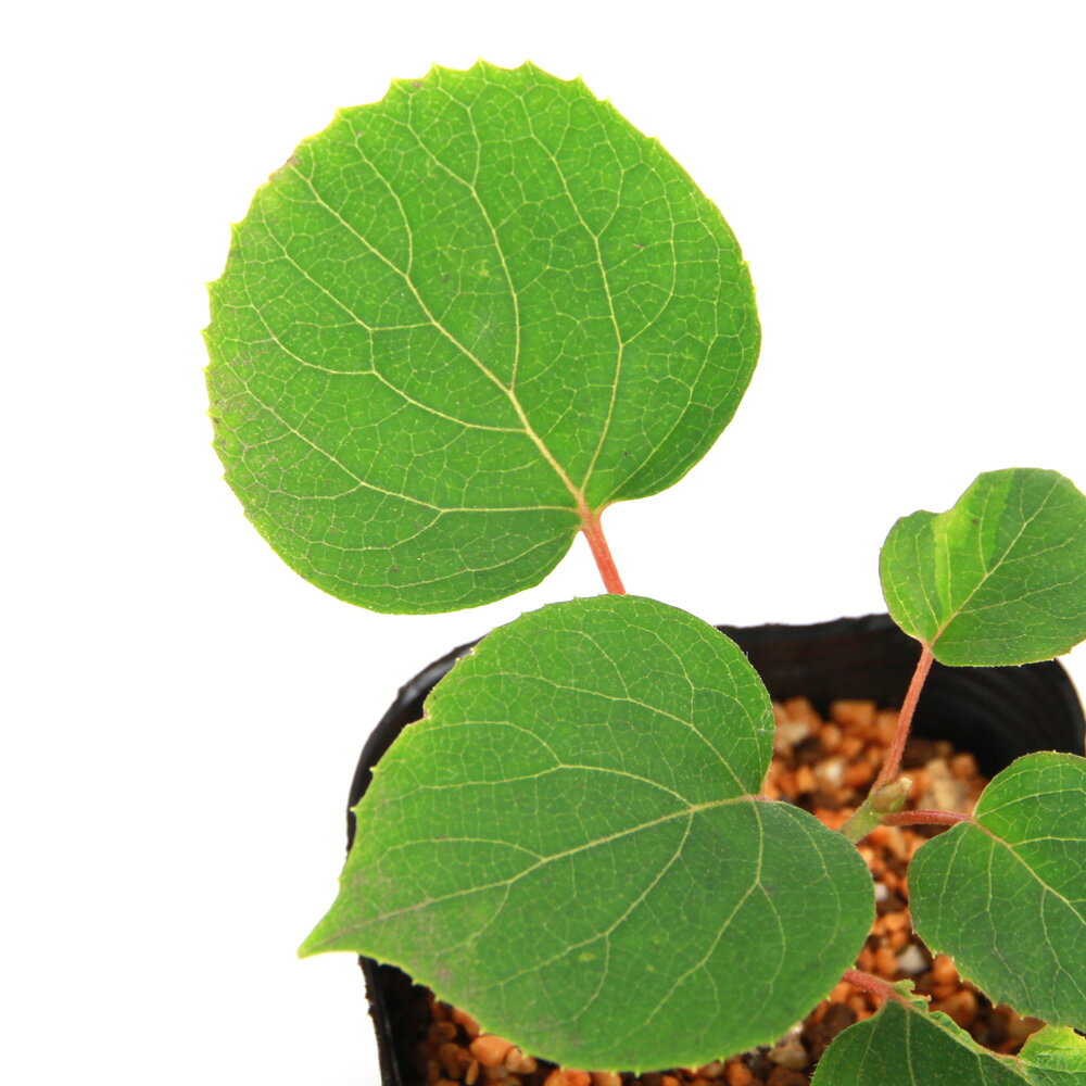 （山野草）盆栽 イワガラミ（岩絡み） 3号（1ポット）