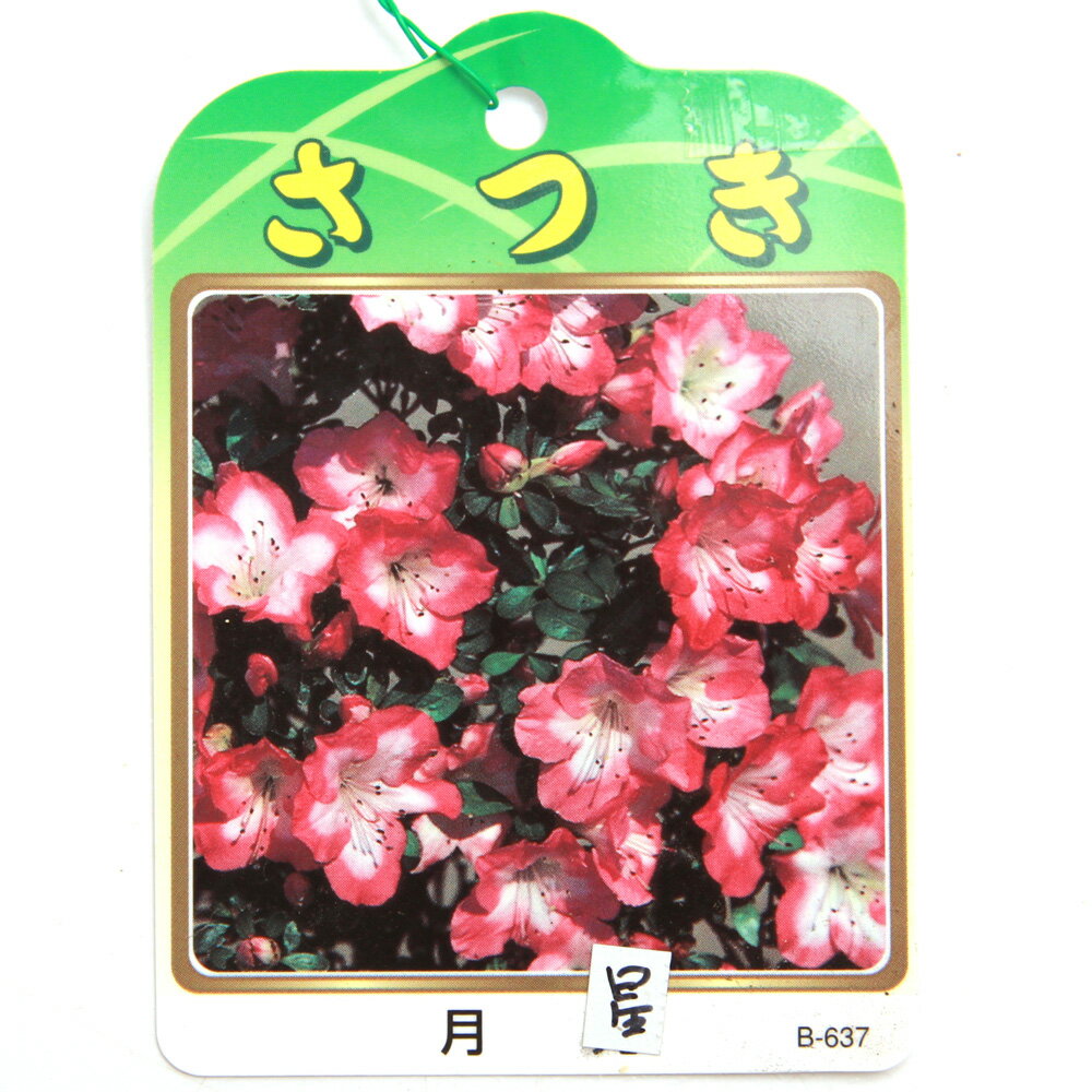 楽天市場】皐月 盆栽 品種の通販
