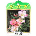(盆栽)サツキ(皐月)綾桜(あやざくら)5号(1鉢)(4)
