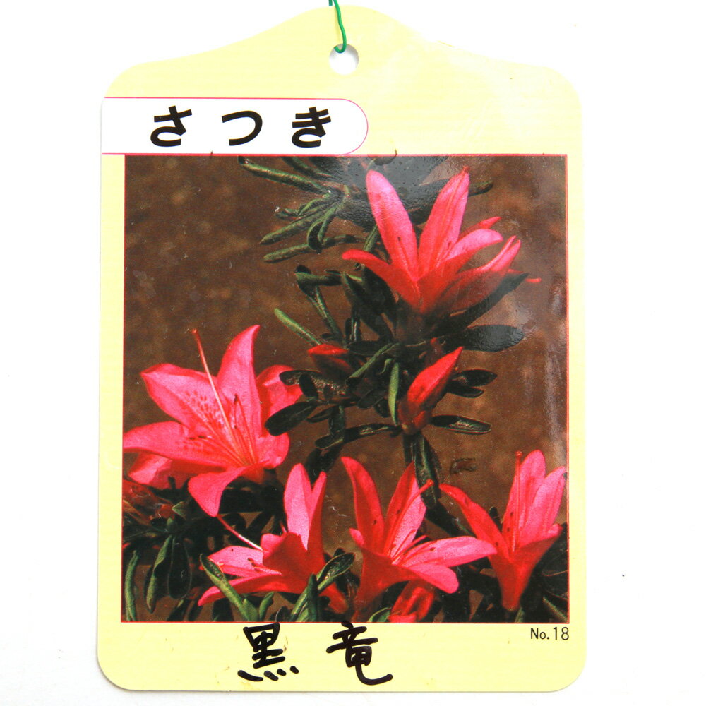 楽天市場】盆栽 皐月の通販