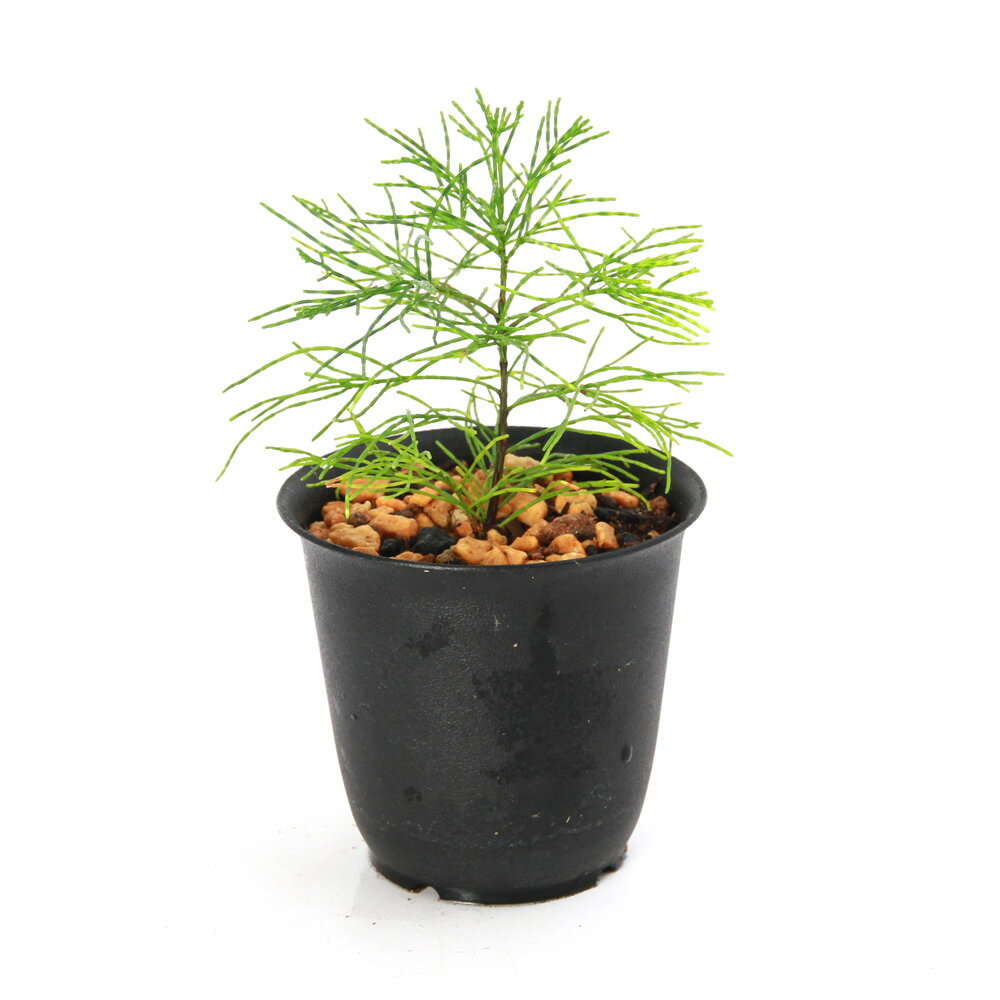 �ʥƥ�ꥦ��˰���ʪ�����������sp�����˥塼����ɥ˥�����1ȭ�ˡ�392928��