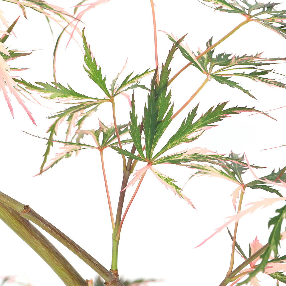 （盆栽）モミジ 大ポット 花まとい（花纏、ハナマトイ）5～6号（1鉢）同梱不可（休眠状態）