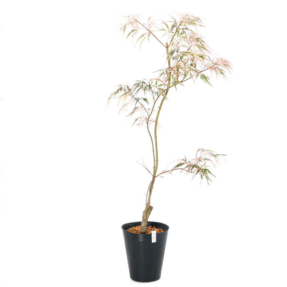 （盆栽）モミジ　大ポット　花まとい（花纏、ハナマトイ）5〜6号（1鉢）同梱不可