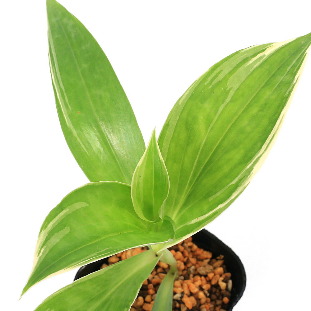 （山野草）ホトトギス（杜鵑草）斑入りタカクマホトトギス（斑入り高隈杜鵑草） 3号（1ポット）（休眠状態）