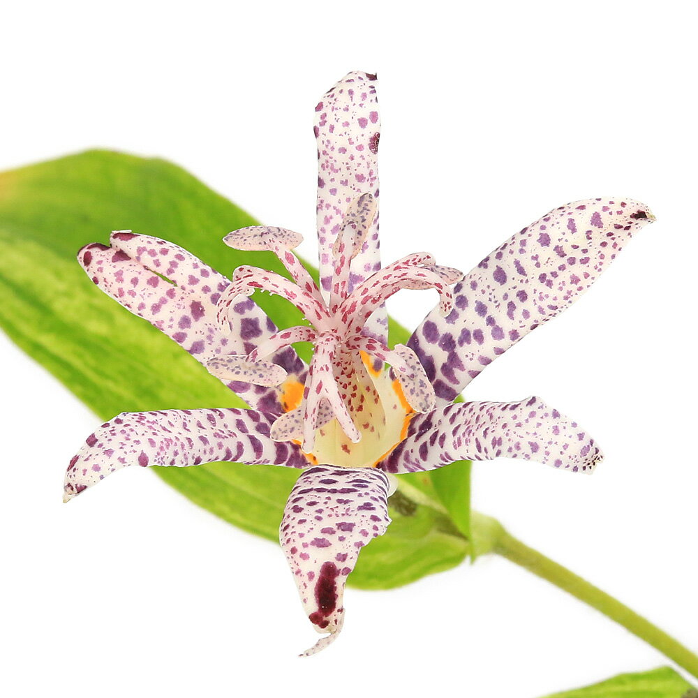 （山野草）ホトトギス（杜鵑草） 斑入りサツマホトトギス（斑入り薩摩杜鵑草） 3号（1ポット）