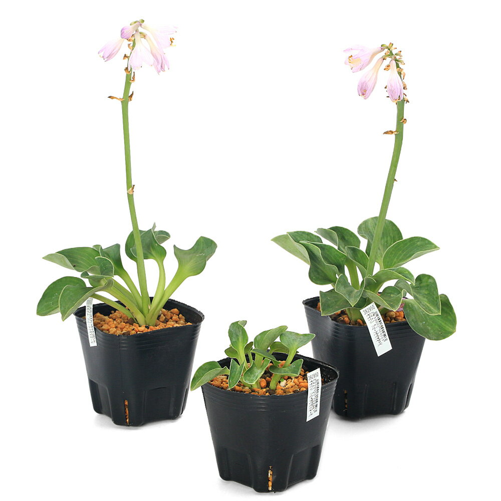 （山野草）ギボウシ（擬宝珠） ブルーマウスイヤーズ 3号（1ポット）（休眠状態）