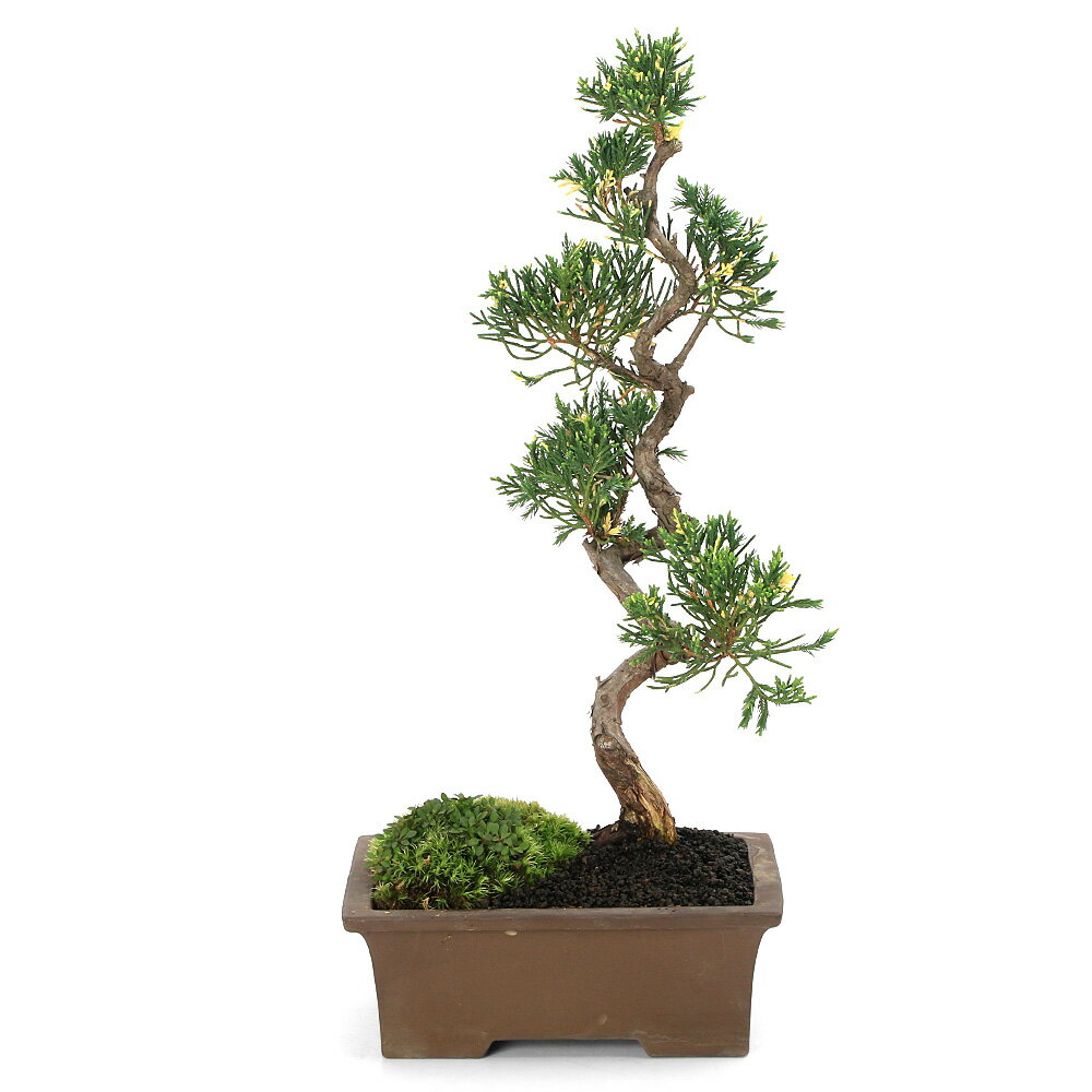 （盆栽）一点物 斑入り真柏とヒナソウの盆栽仕立て（1鉢）（392953）