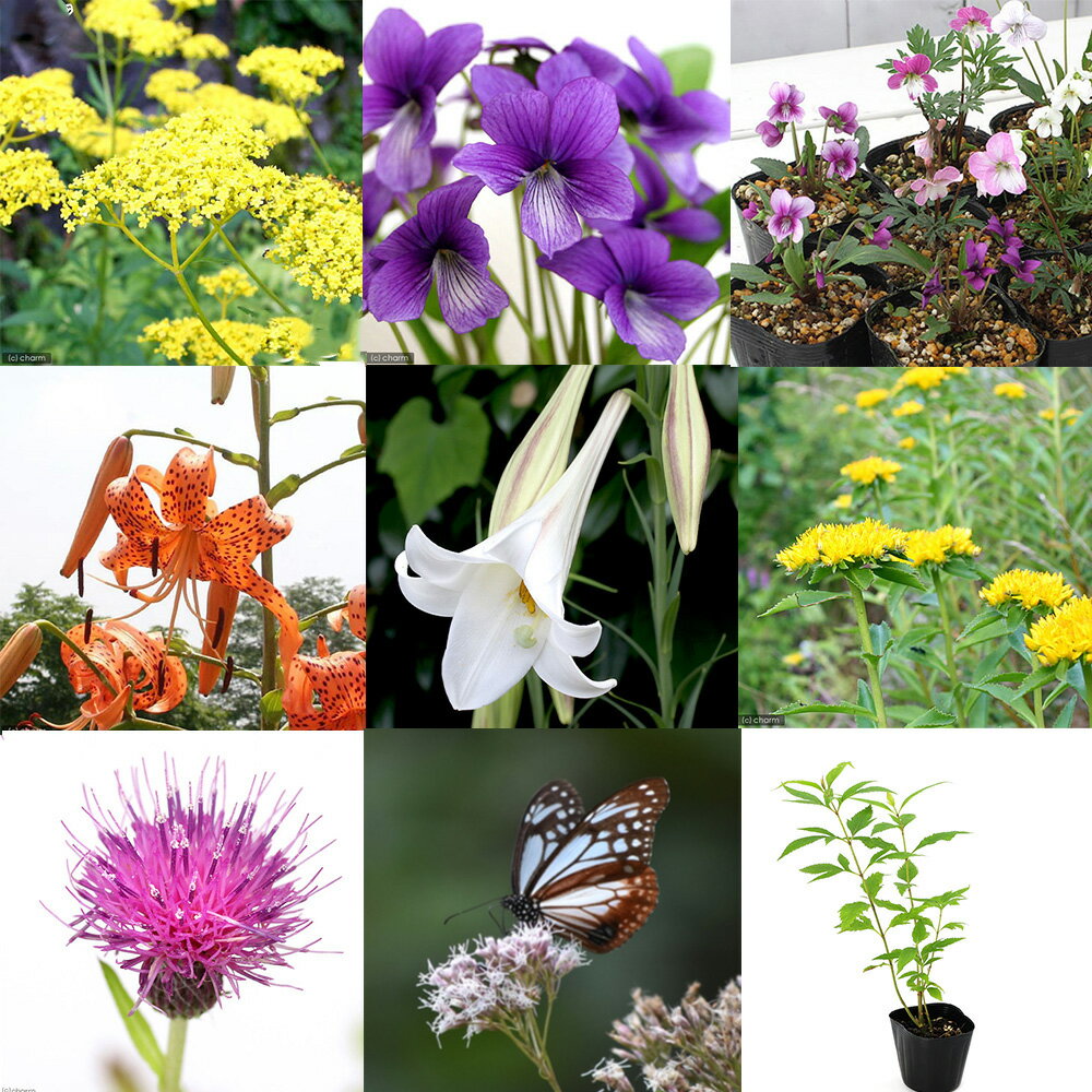 （山野草）蝶を呼ぶ！里山の彩り はじめてのバタフライガーデン お試しセット（6ポット）（休眠状態）