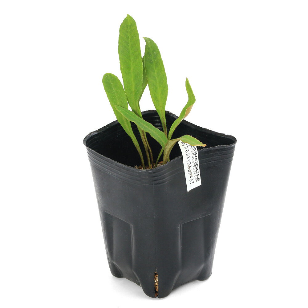 （山野草）シダ（羊歯）ゴクヒメイワダレヒトツバ（極姫岩垂一ツ葉） 3号（1ポット）（休眠状態）