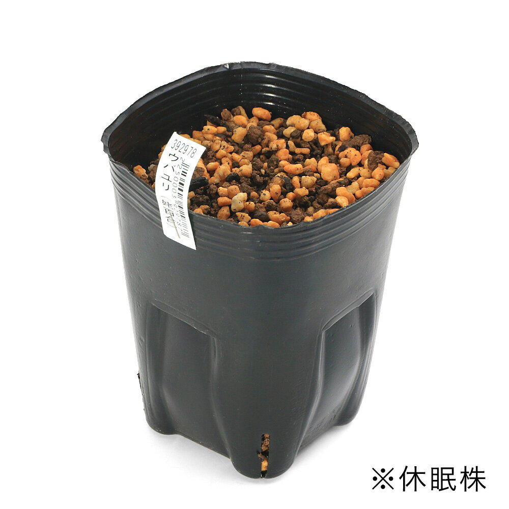 （山野草）ユリ（百合）ウバユリ（姥百合）3号～（1ポット）