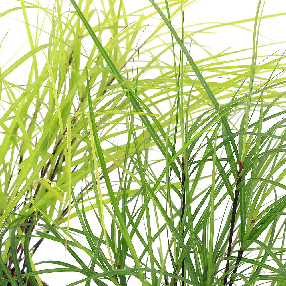 （山野草）黒軸天竺スゲ 3号（1ポット）（休眠状態）