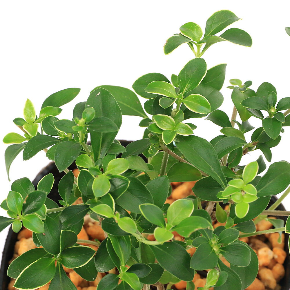 �ʻ�����˥������祦��/�������祦���ʹ����ڡ���Ļ�֡ˡ�3���1�ݥåȡˡʵ�̲���֡�