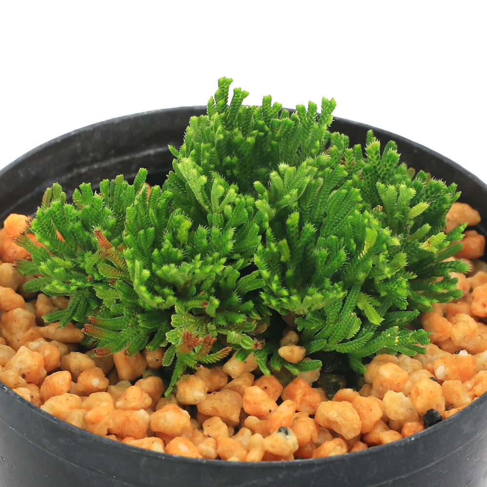 楽天市場】イワヒバの通販