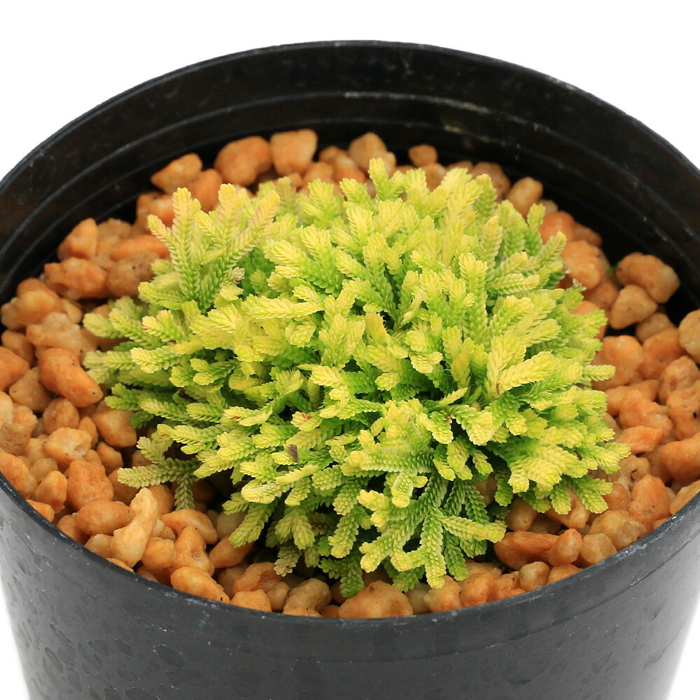 （山野草）シダ（羊歯）品種系イワヒバ　瑞宝錦（ズイホウニシキ）2．5〜3号（1ポット）古典園芸