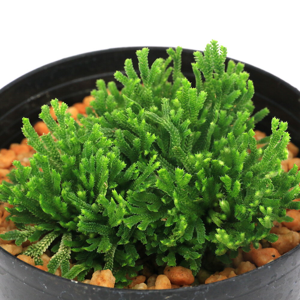 楽天市場】イワヒバ（花・ガーデン・DIY）の通販