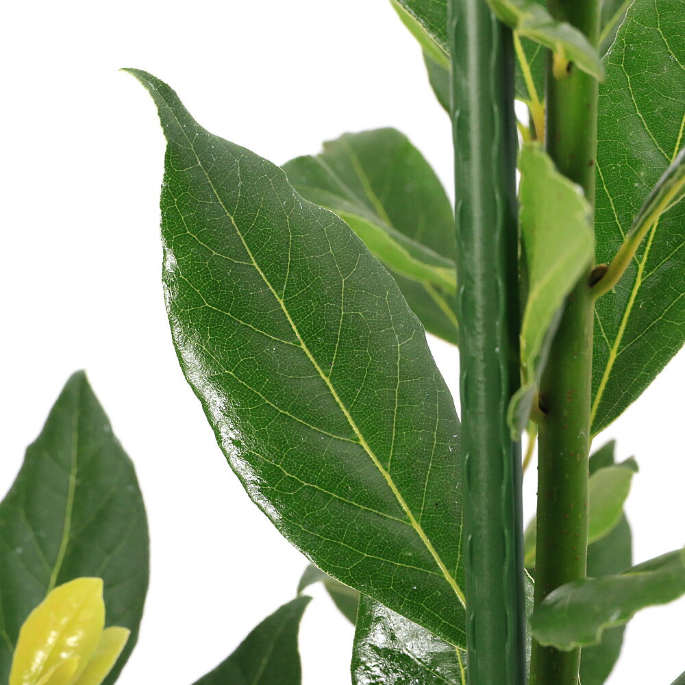 （観葉植物）黄金月桂樹　ローリエ　オーレア　6号（1ポット）　家庭菜園