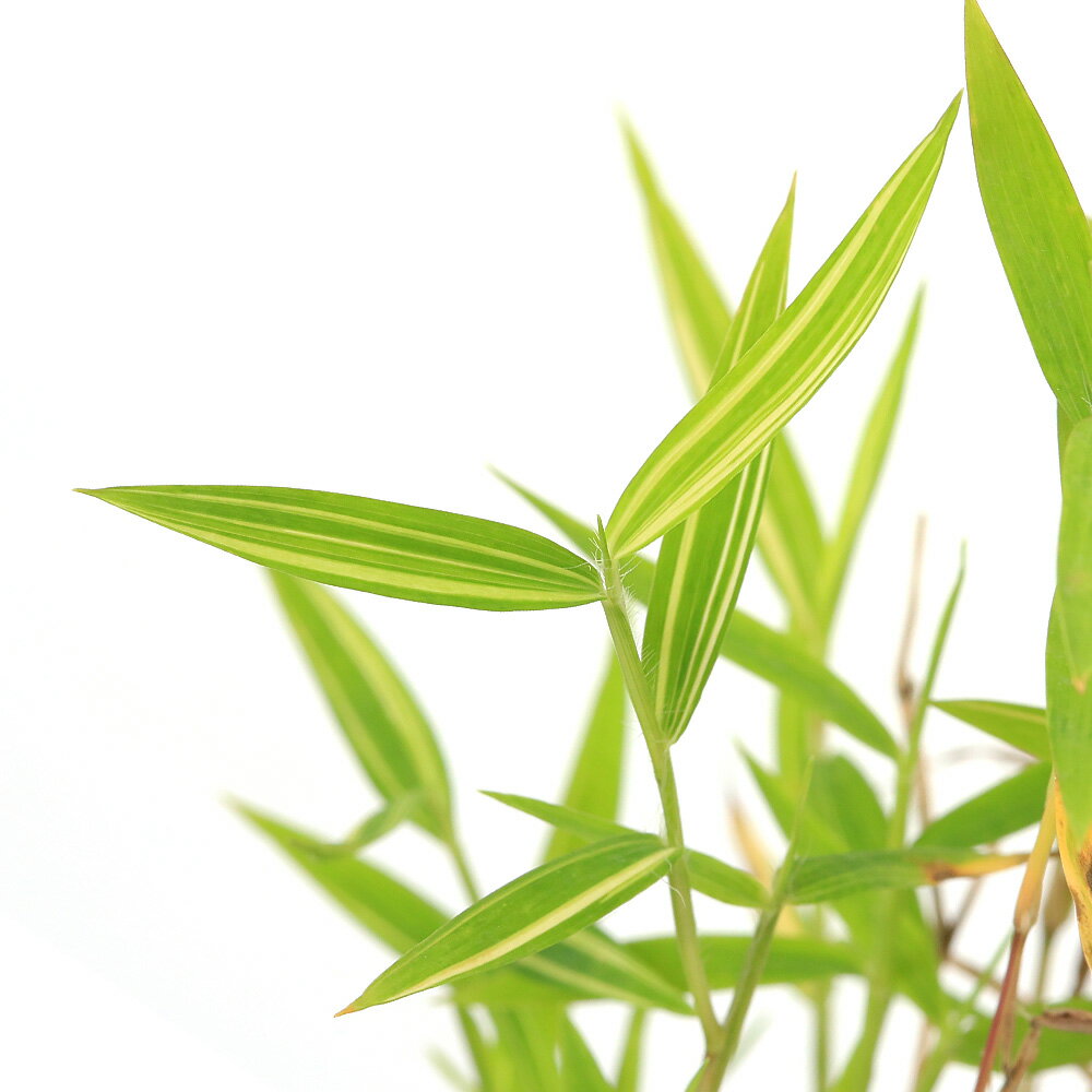 （山野草）盆栽 斑入りヒメタケ（斑入姫竹） 3号（1ポット）（休眠状態）