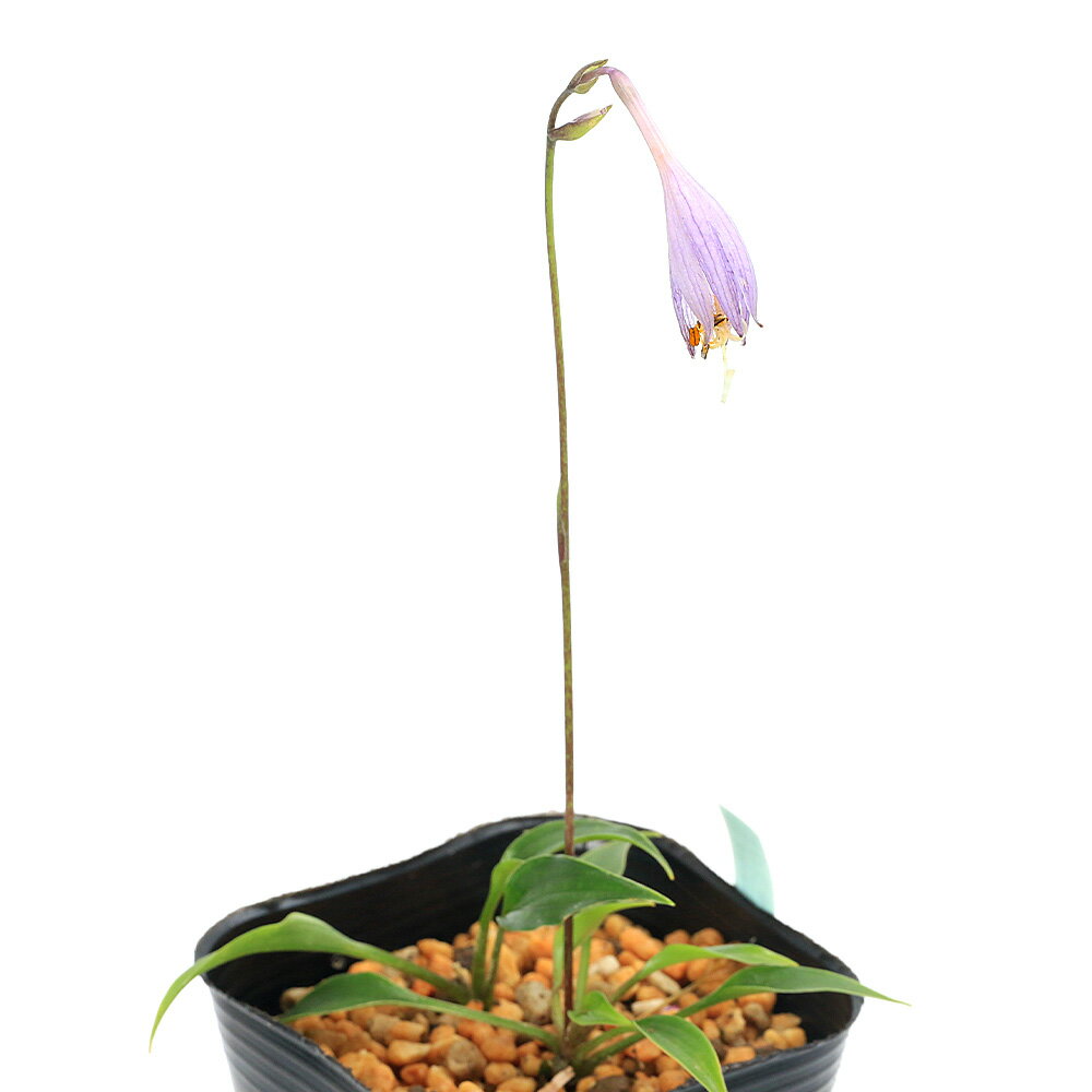 （山野草）ギボウシ（擬宝珠） ウバタケギボウシ（姥岳擬宝珠） 3号（1ポット）