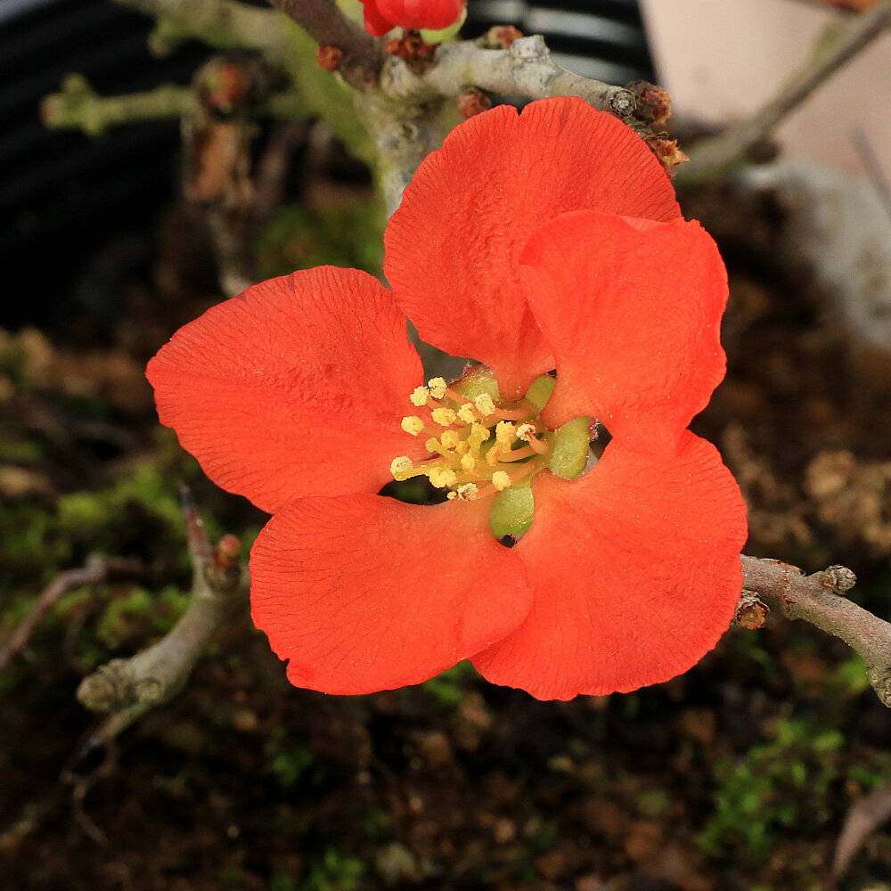 （盆栽）ボケ（木瓜） 長寿梅 四季咲き 3号～（1鉢）（休眠状態）