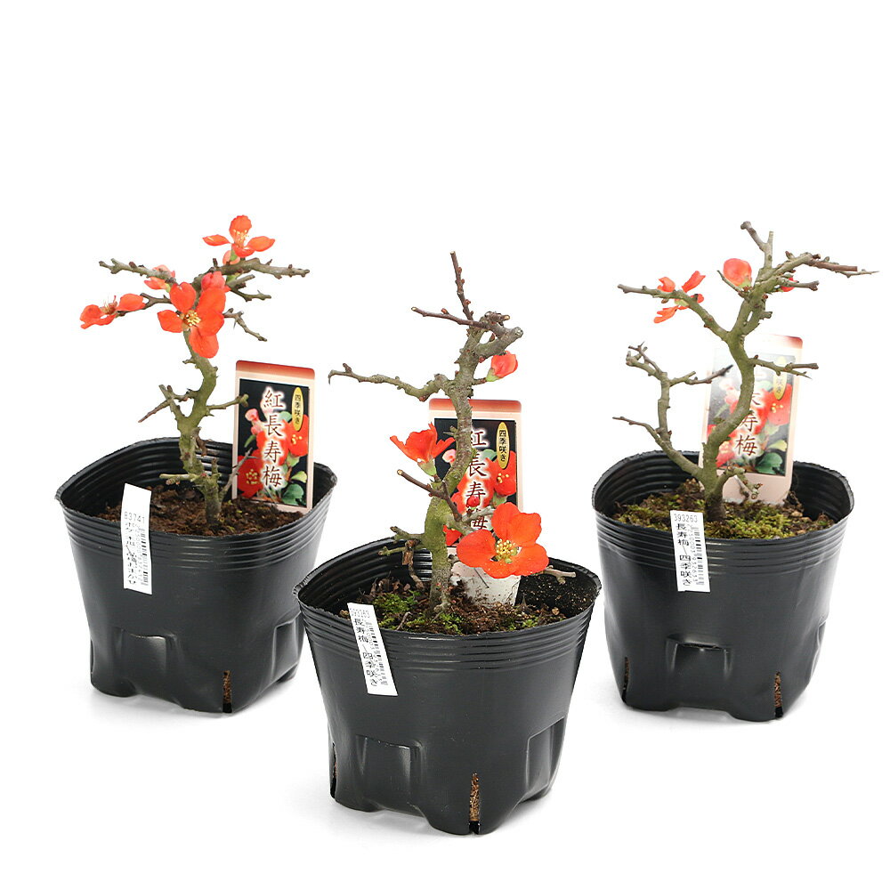 ���ߺϡ˥ܥ����ڱ��ˡ�Ĺ���ߡ��͵��餭��3�����1ȭ�ˡʵ�̲���֡�