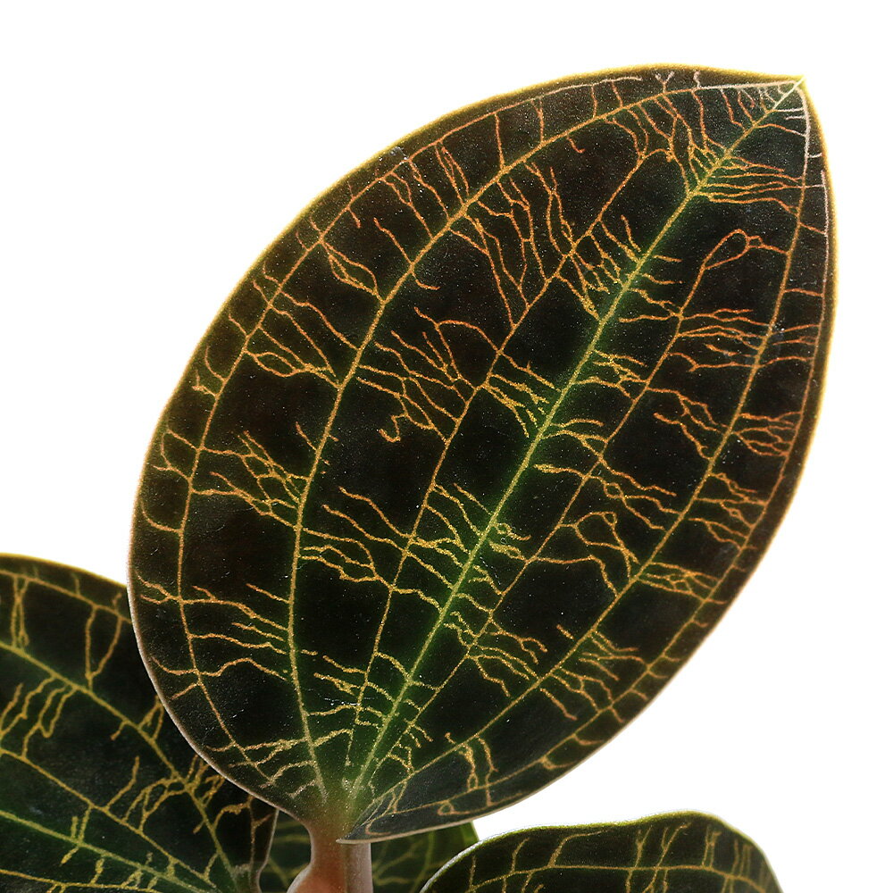 �ʴ��տ�ʪ�˥ޥ��ǥ����ڥȥ顡Black��Type��2���1ȭ�ˡ����奨�륪�����å�