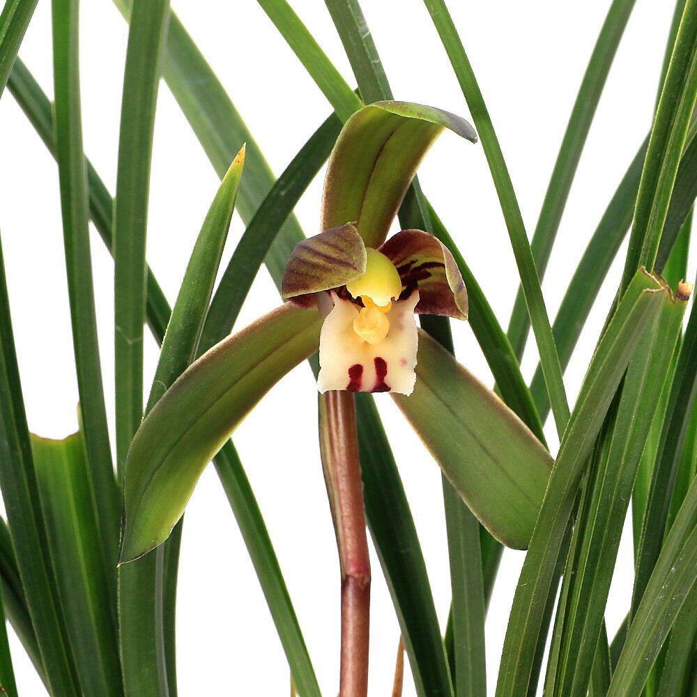 （山野草）シュンラン 中国春蘭 天司晃（テンシコウ）3号（1ポット）日本春蘭 古典園芸（休眠状態）