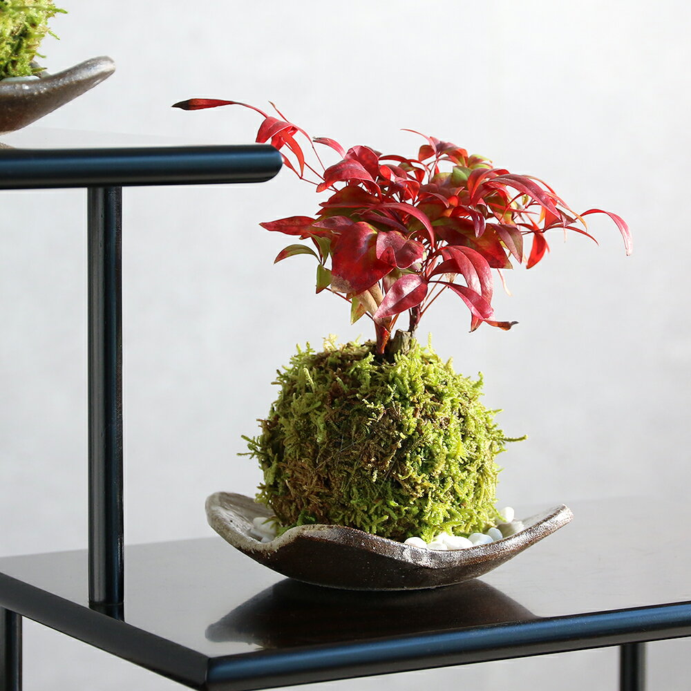 （盆栽）苔玉 品種おまかせ ナンテン（南天）受け皿＋白砂付き（1個）観葉植物 コケ玉（休眠状態）
