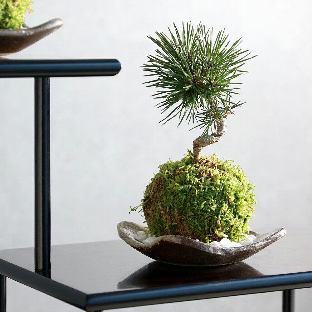 （盆栽）苔玉 品種おまかせ クロマツ（黒松）受け皿＋白砂付き（1個）観葉植物 コケ玉
